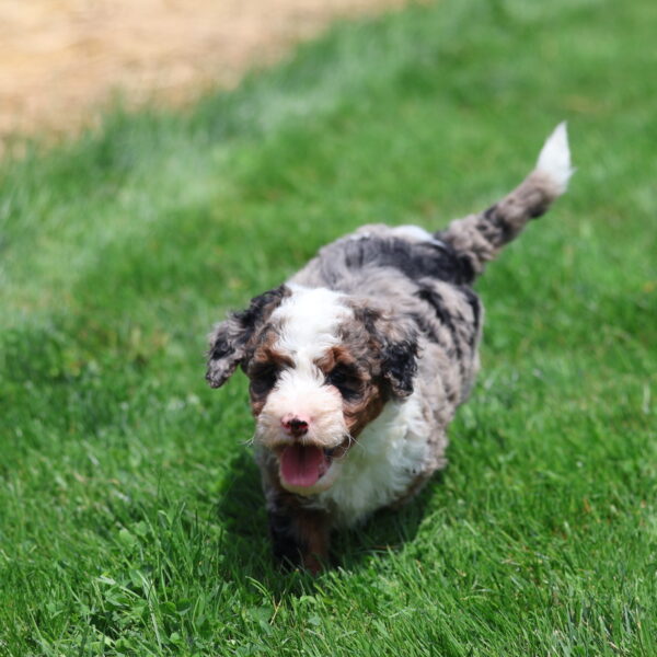 mini bernedoodle