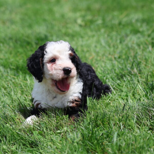 mini bernedoodle breeders