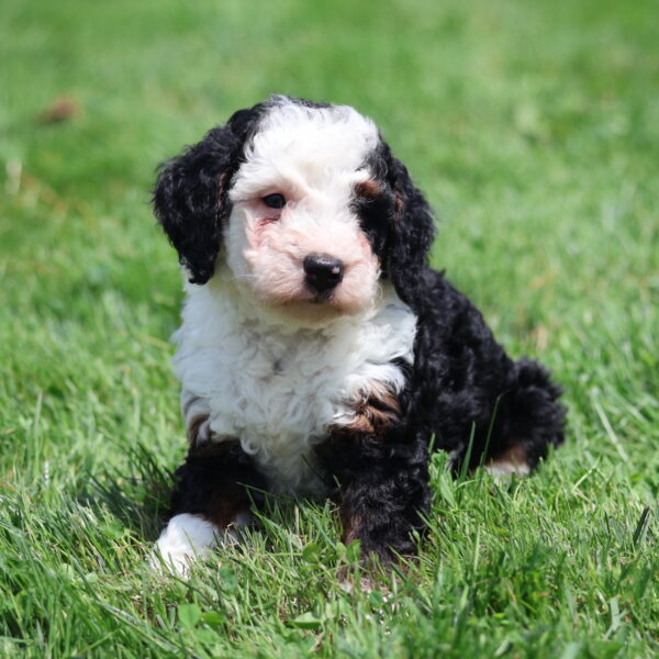 mini bernedoodle near me