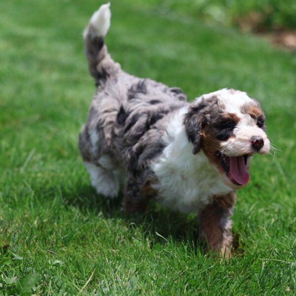 mini bernedoodle puppies