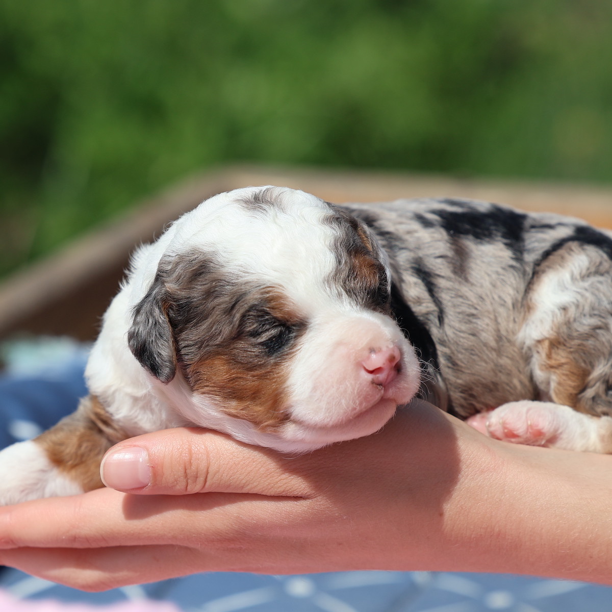 mini bernedoodles for sale
