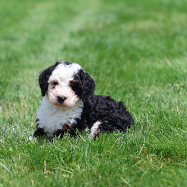 mini bernedoodles puppies for sale