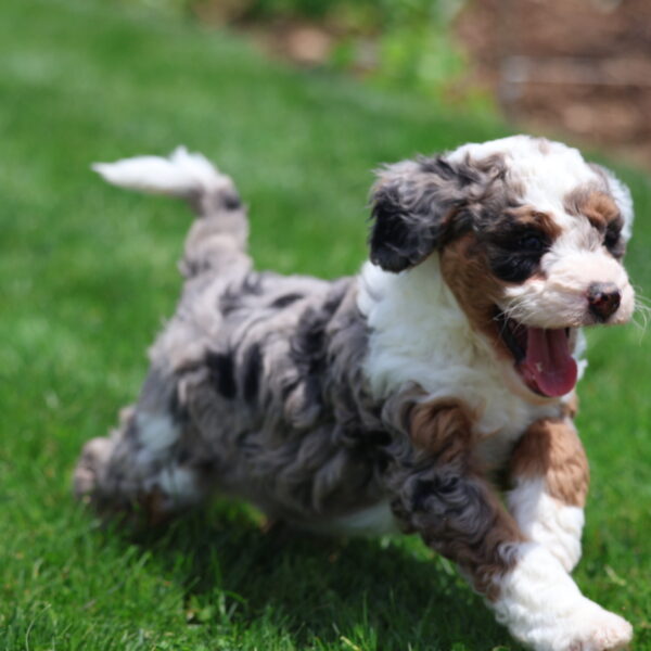 miniature bernedoodle