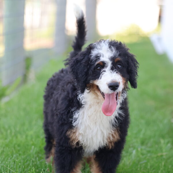 pa dog breeders