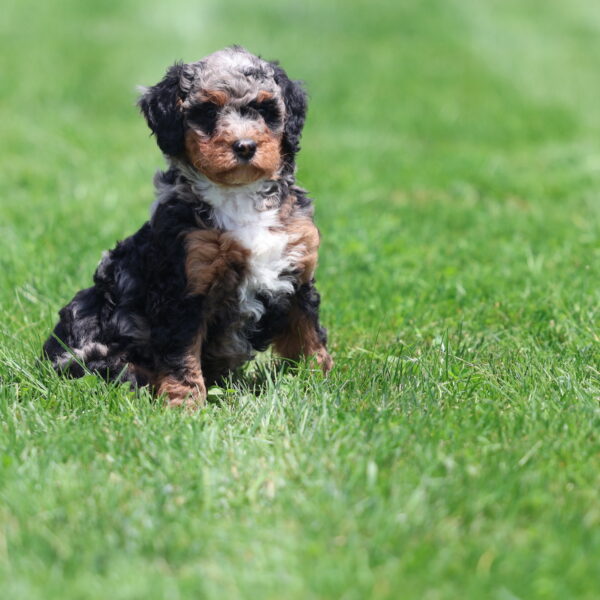 phantom bernedoodle
