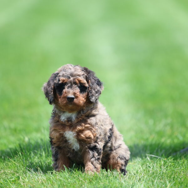 phantom bernedoodle