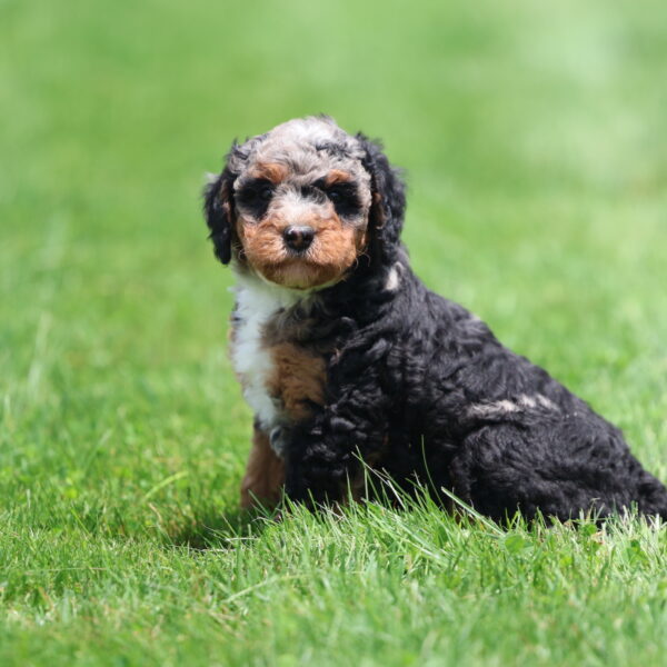phantom blue merle bernedoodle