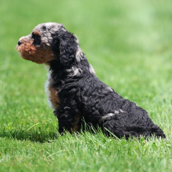 phantom merle bernedoodle