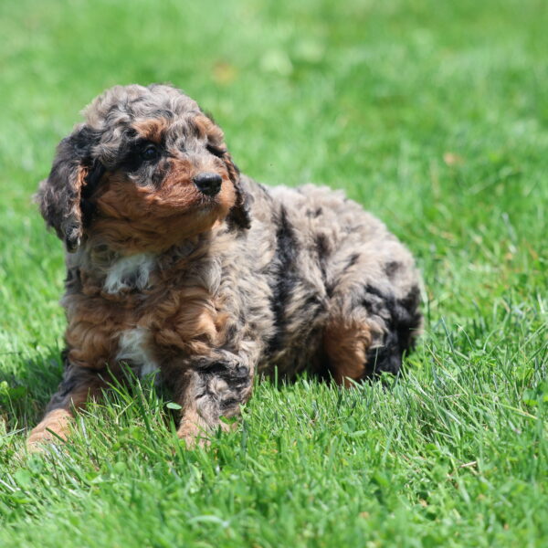 phantom merle bernedoodle