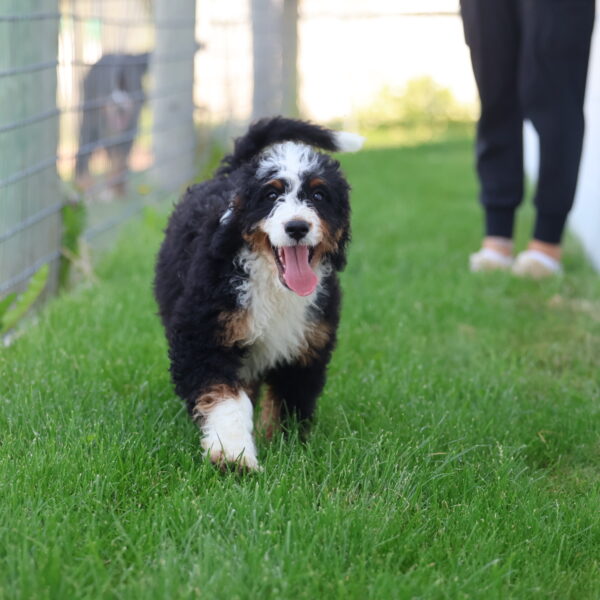 puppies for sale pa