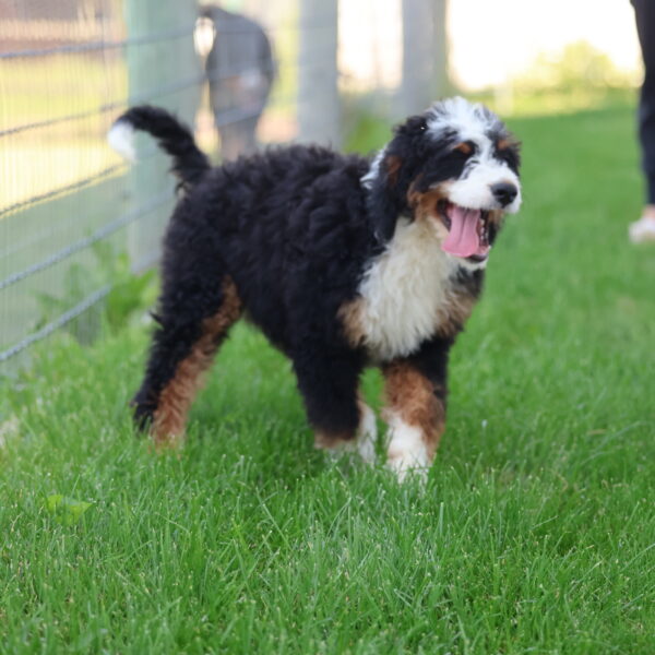puppy breeders in pa