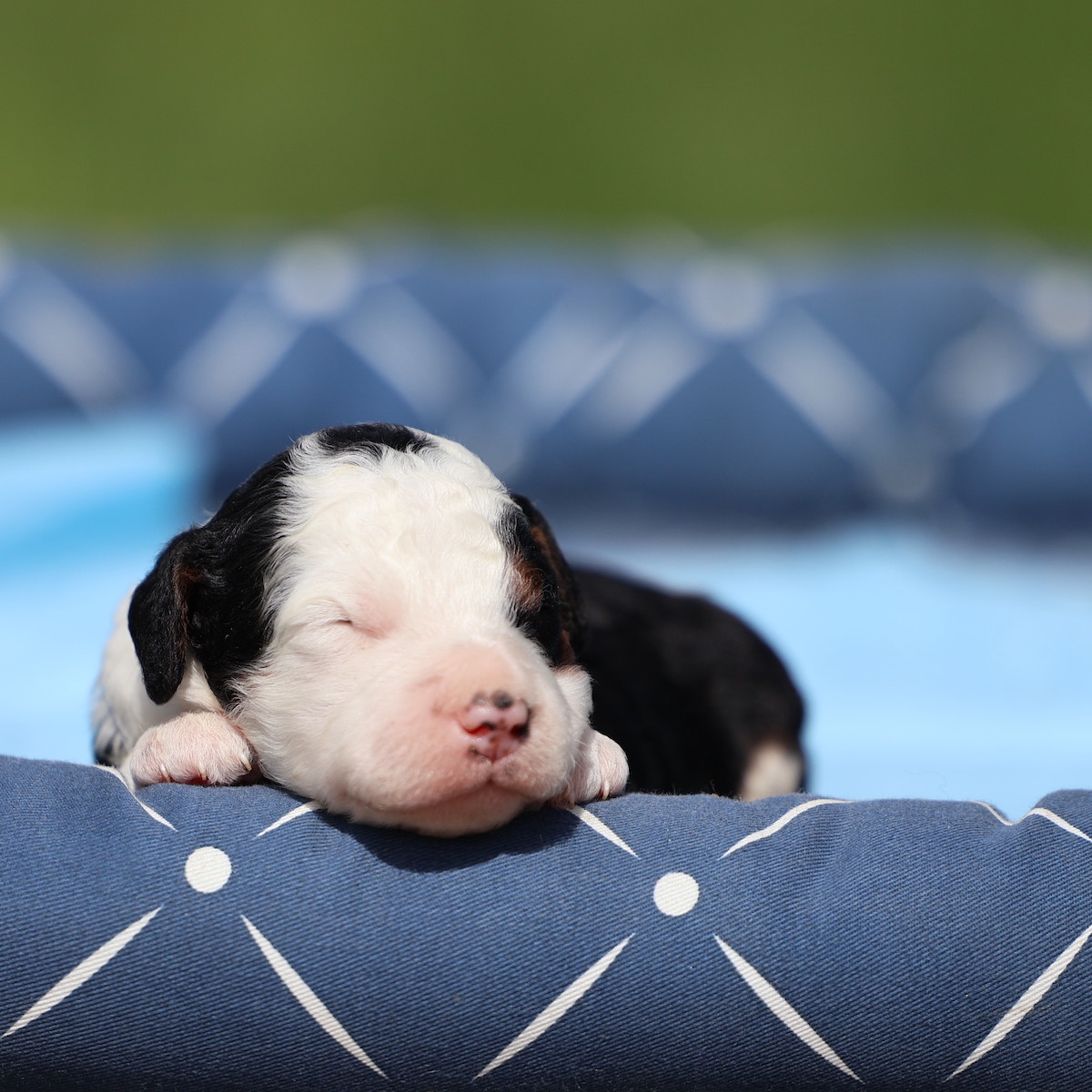puppy breeders in pa