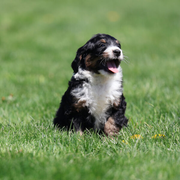 standard bernedoodle