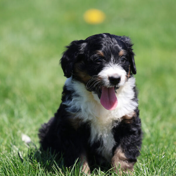 tri color bernedoodle