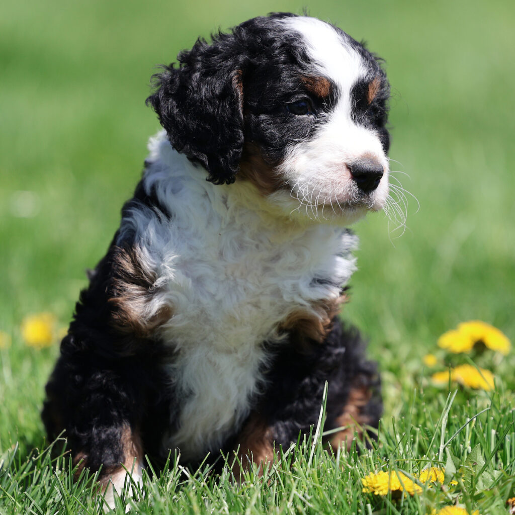 tri colored bernedoodle
