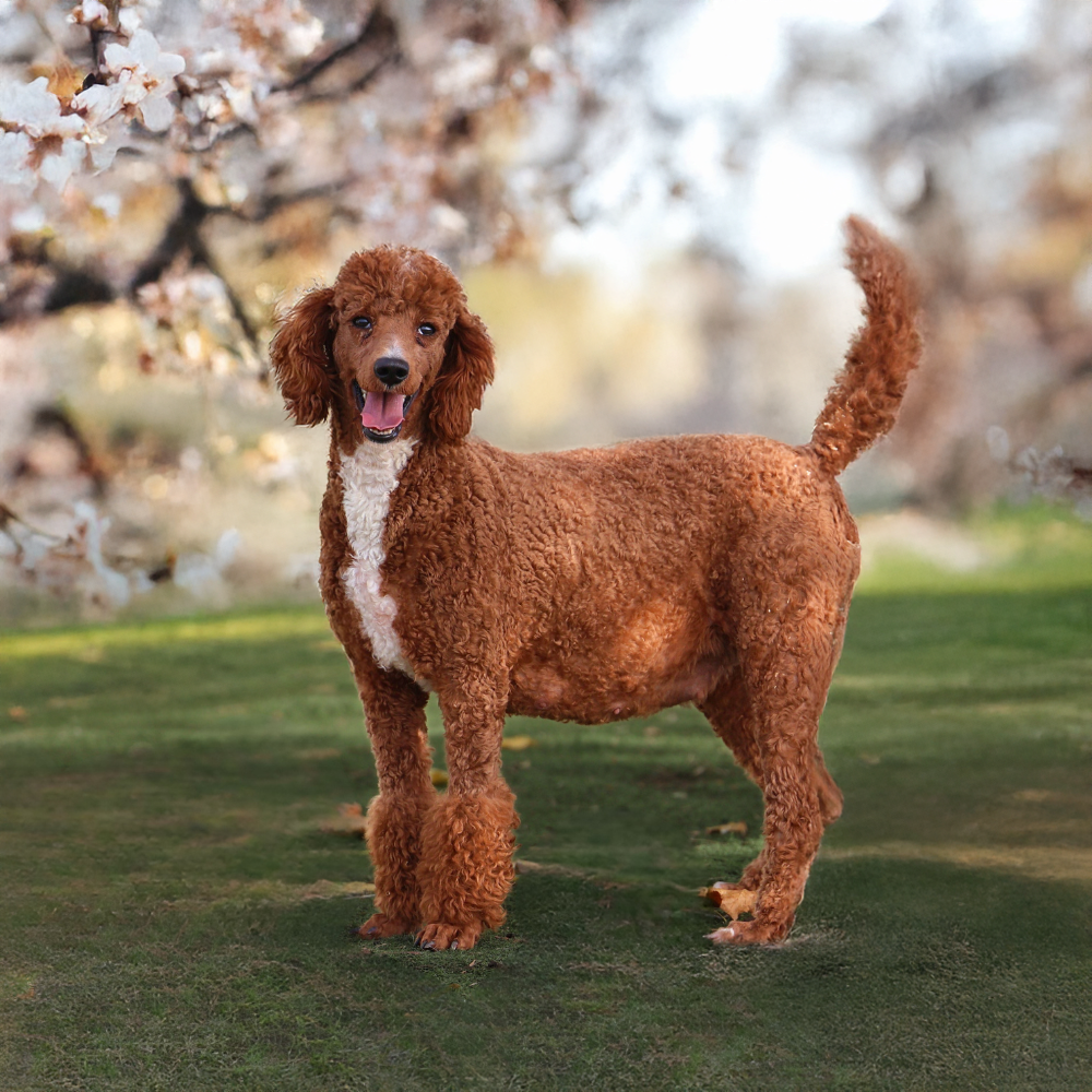 Poodle Mom