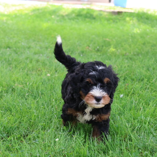 bernadoodle puppies