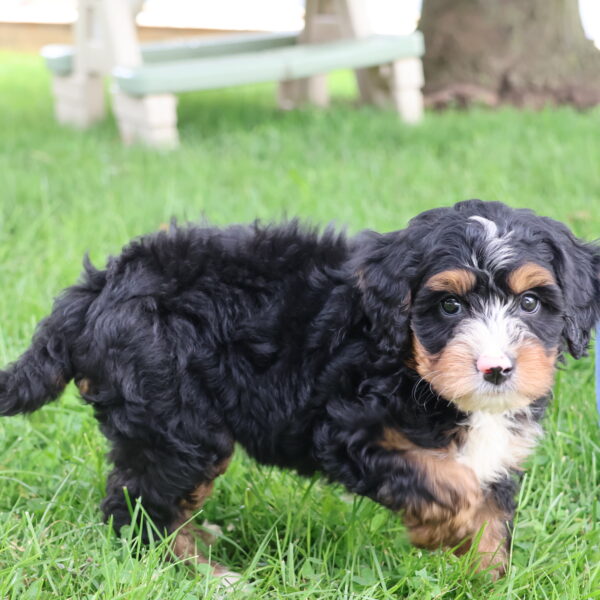 bernadoodle puppies