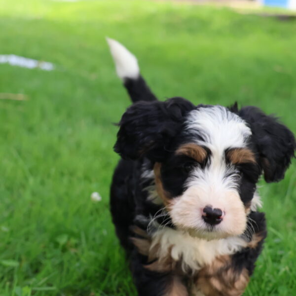 bernadoodle puppies