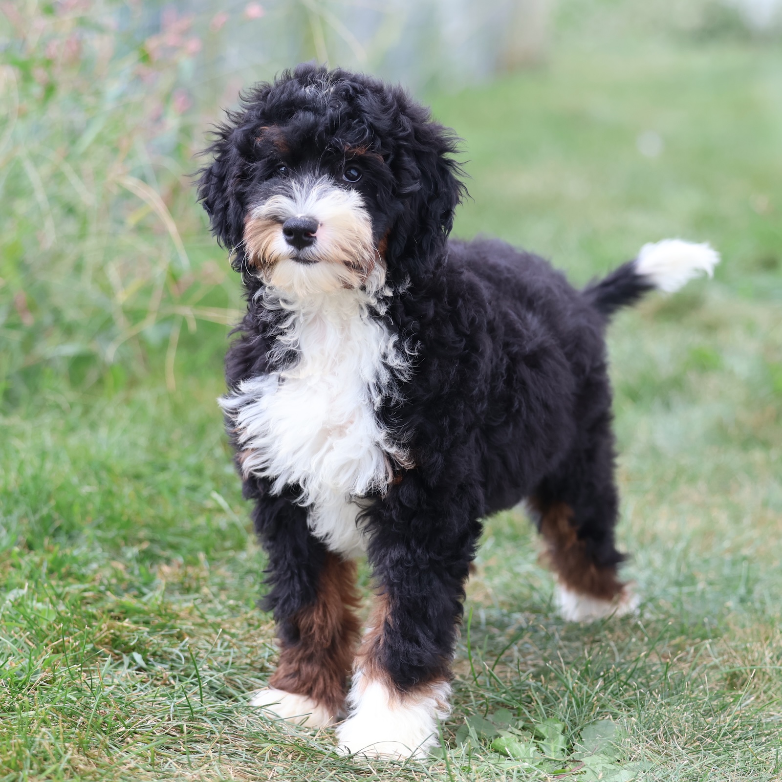 bernadoodle puppy