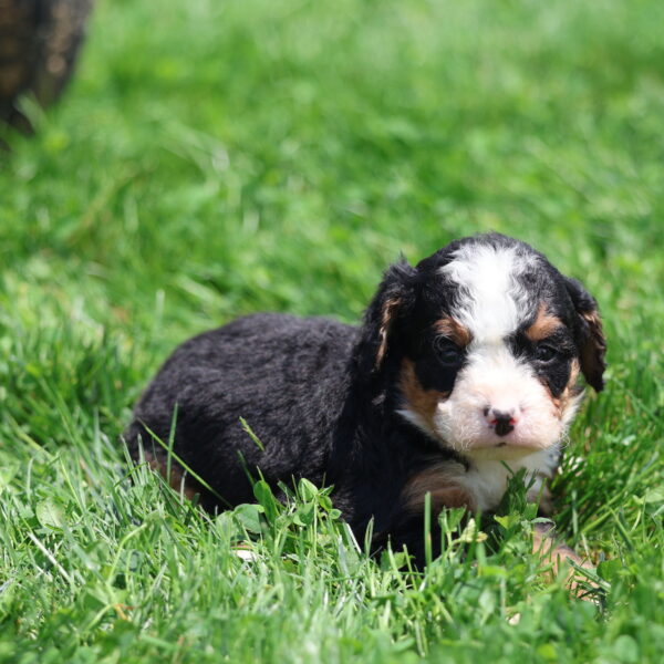 bernedoodle black