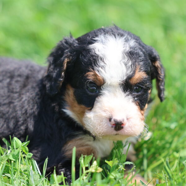 bernedoodle black and white