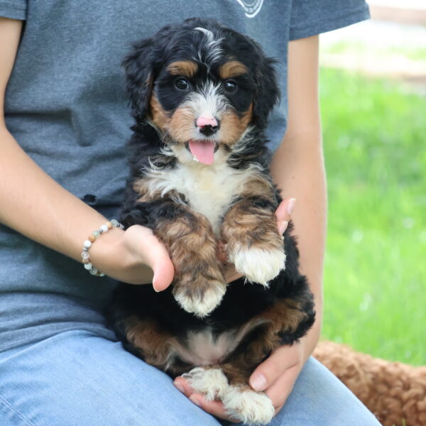 bernedoodle breeder near me