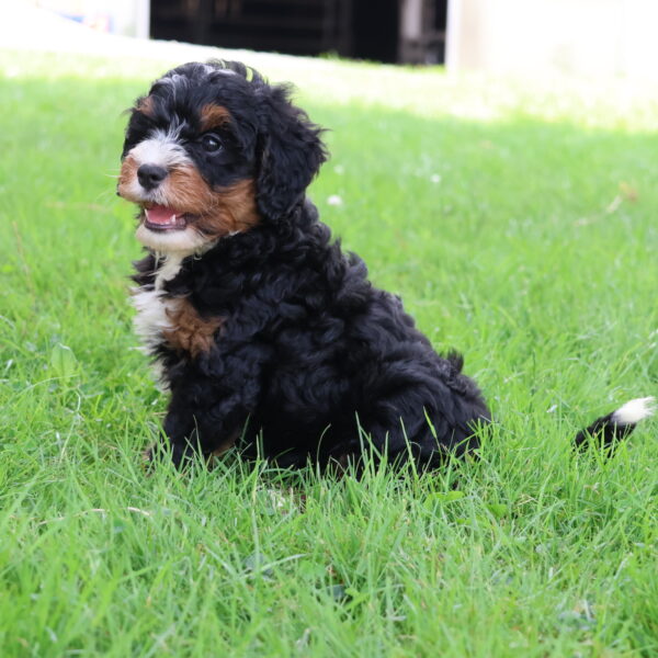 bernedoodle breeder near me