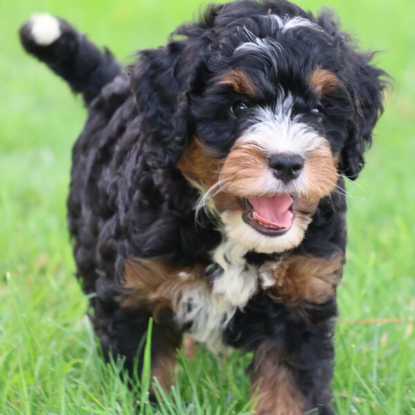 bernedoodle breeders near me