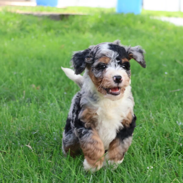 bernedoodle breeders near me