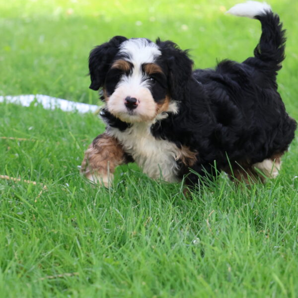 bernedoodle breeders near me