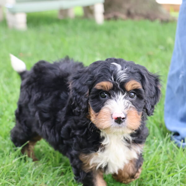 bernedoodle for adoption near me