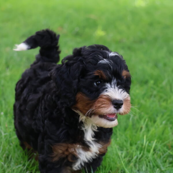 bernedoodle for adoption near me
