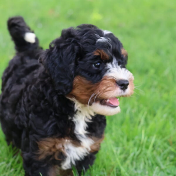 bernedoodle for sale