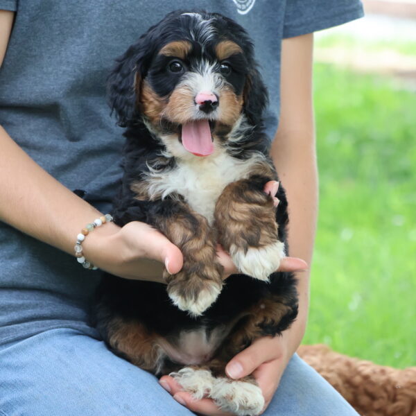 bernedoodle for sale