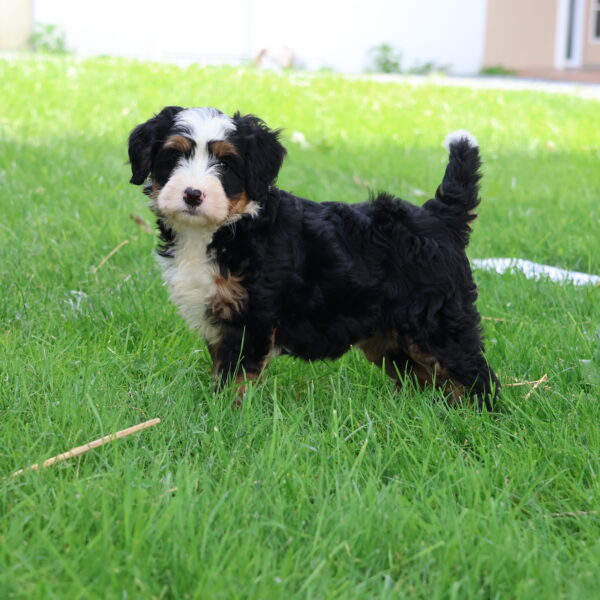 bernedoodle for sale