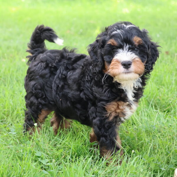 bernedoodle for sale near me