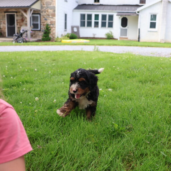 bernedoodle for sale