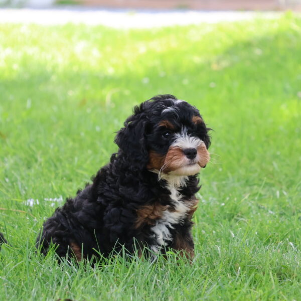 bernedoodle for sale(1)
