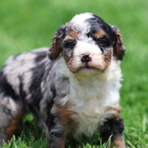 bernedoodle merle