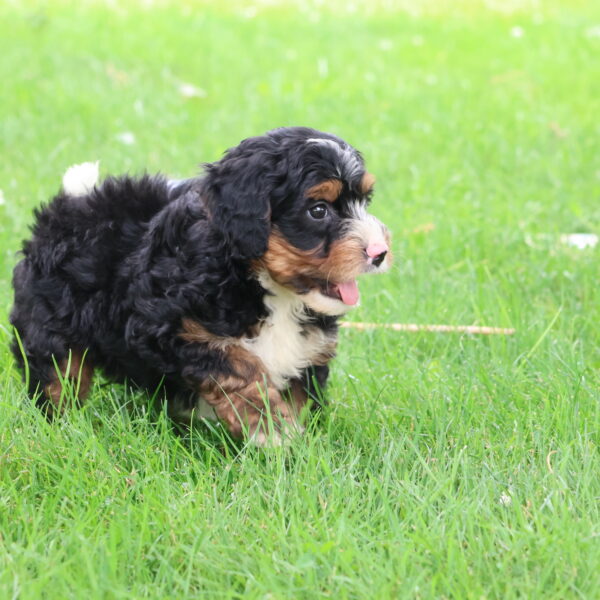 bernedoodle near me