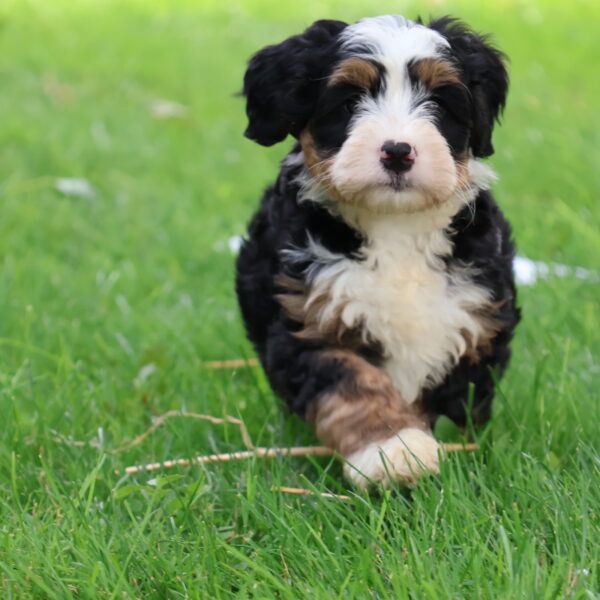 bernedoodle near me