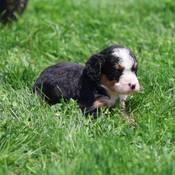 bernedoodle puppies