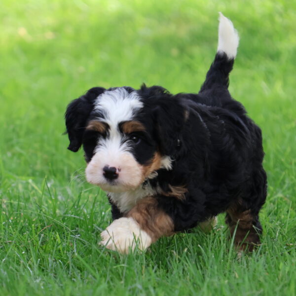 bernedoodle puppies