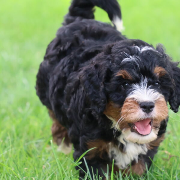 bernedoodle puppies