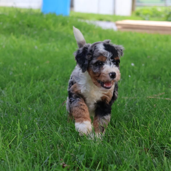 bernedoodle puppies
