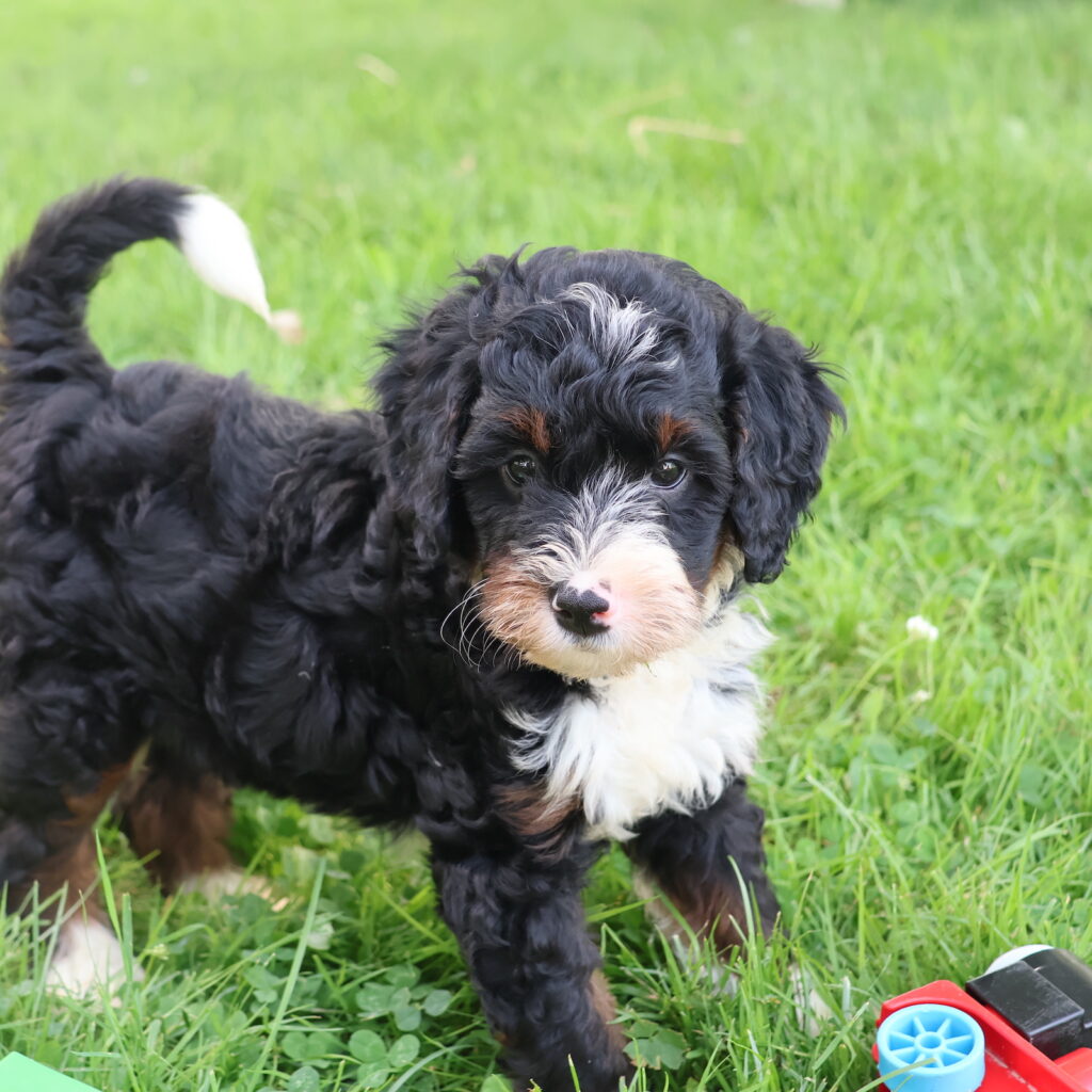 bernedoodle puppies