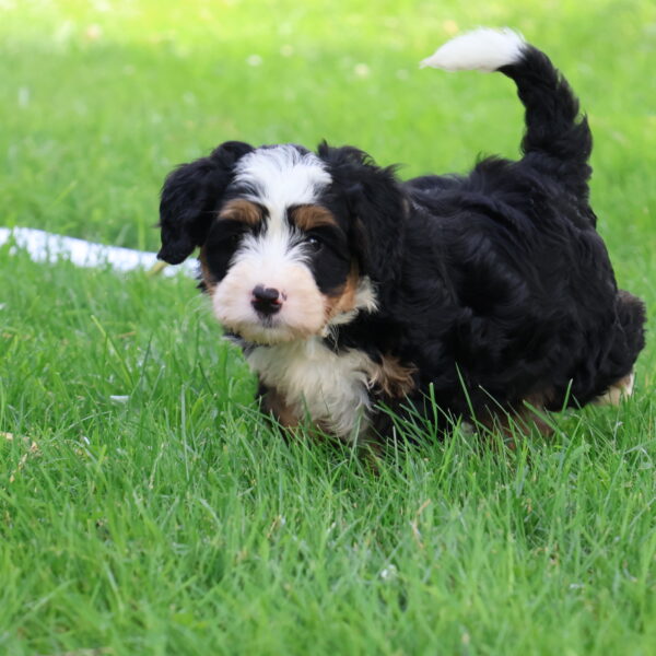 bernedoodle puppies for sale