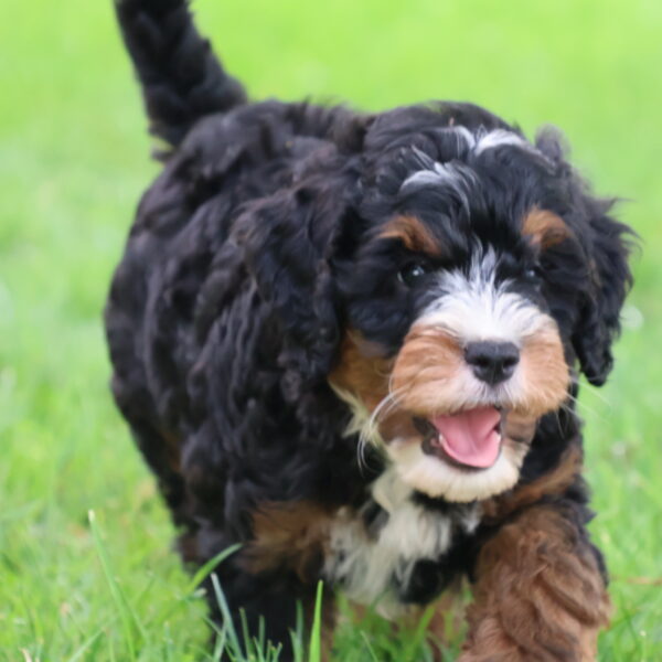 bernedoodle puppies for sale