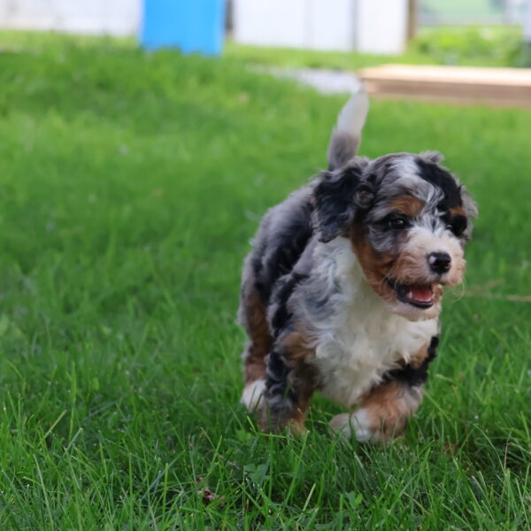 bernedoodle puppies for sale